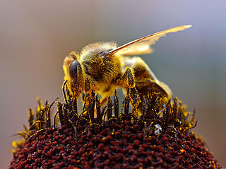 abeille_en_train_de_butiner