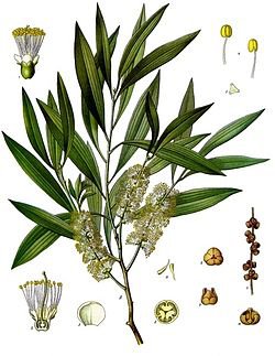 photo_plante_variete_de_tea_tree