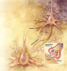 photo_neurones