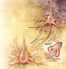 photo_neurones