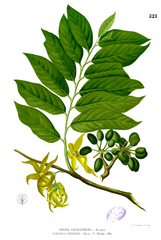 photo_plante_ylang_ylang