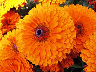 photo_calendula