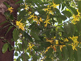 photo_ylang_ylang