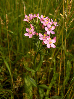 plante_centauree