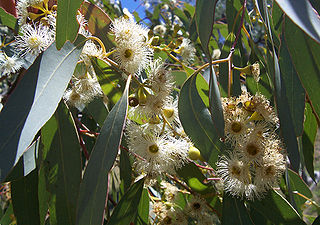 photo_eucalyptus_citriodora