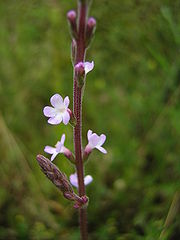 photo_verveine