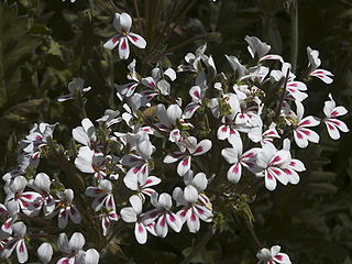 photo_geranium