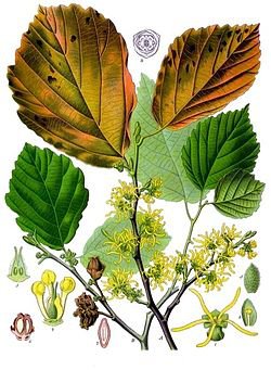 photo_hamamelis