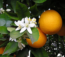 photo_orange_fruit