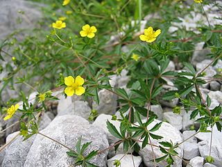 photo_potentille