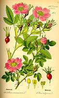 photo_rose