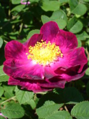 photo_rose_rouge