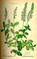 photo_verveine