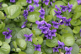 photo_violette